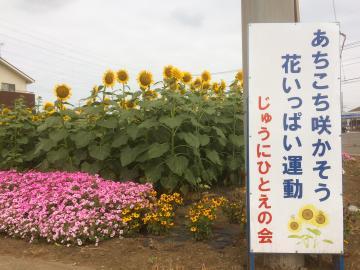 8月11日現在