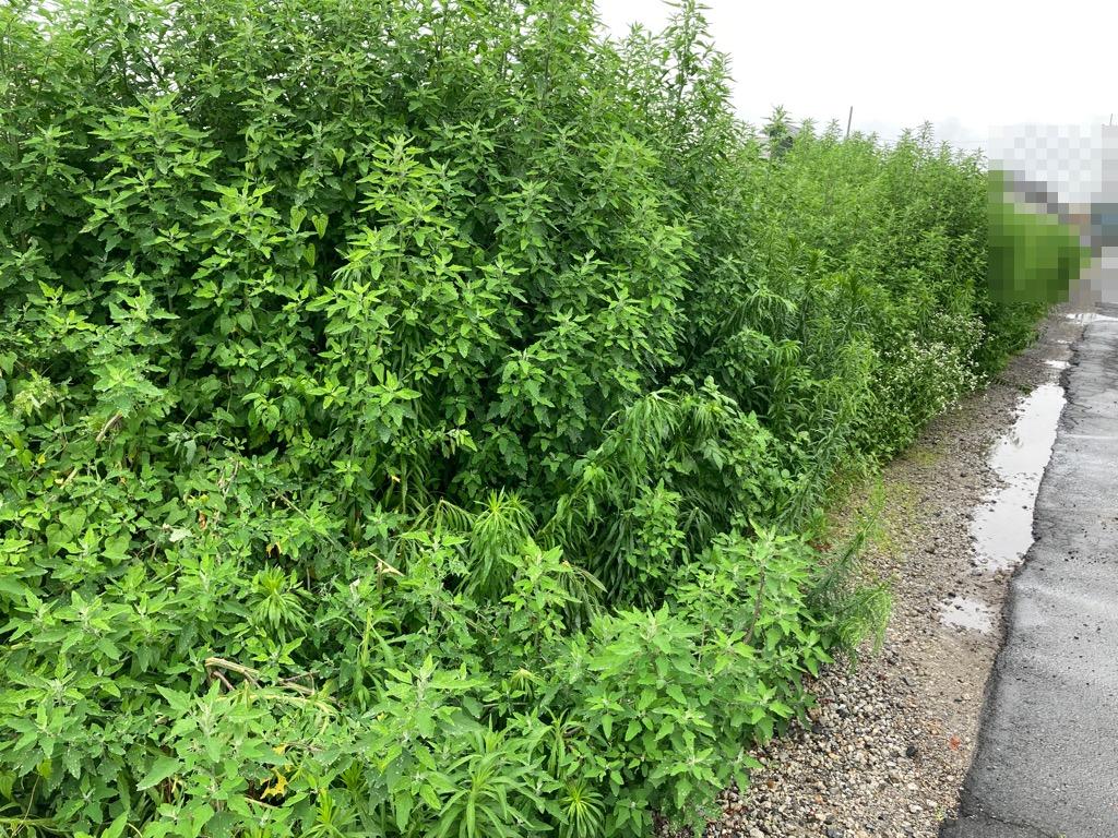 適正な管理をされていないあき地