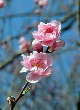 市の花 ハナモモの写真