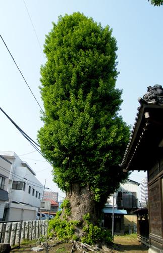 八幡神社の大銀杏