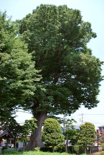 小ぶたの宮の大欅