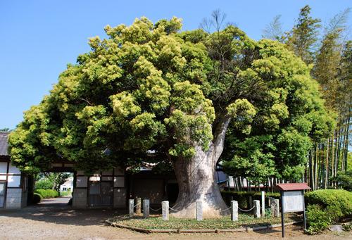 東光寺の椎