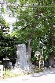 雀神社の大欅