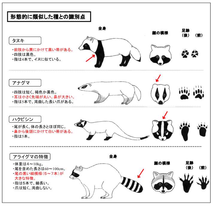 アライグマの同定