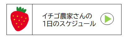 イチゴ農家さんの1日のスケジュール