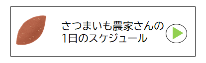 さつまいも農家さんの1日のスケジュール