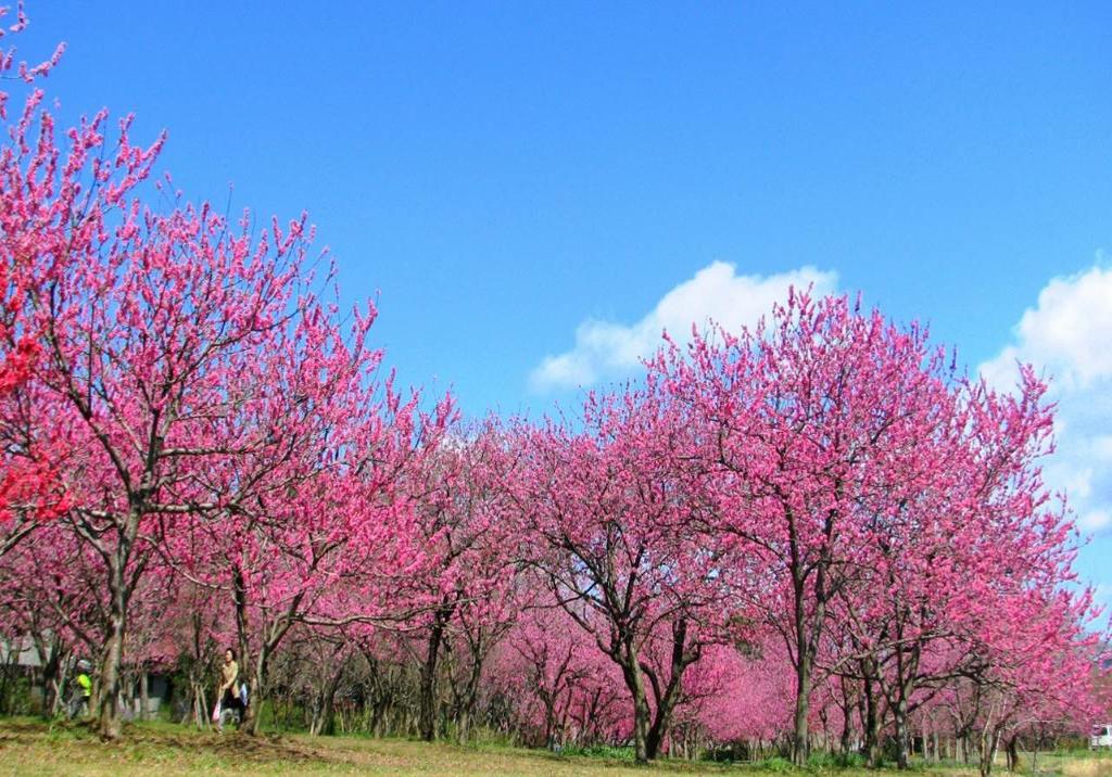 花桃