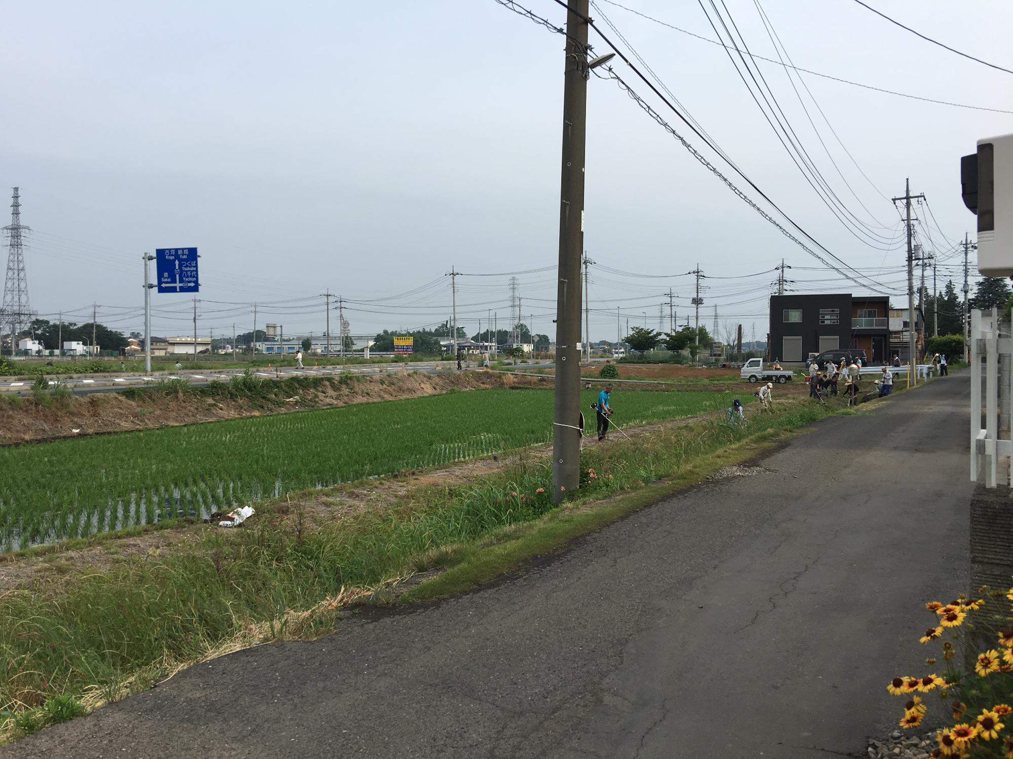 除草活動の様子